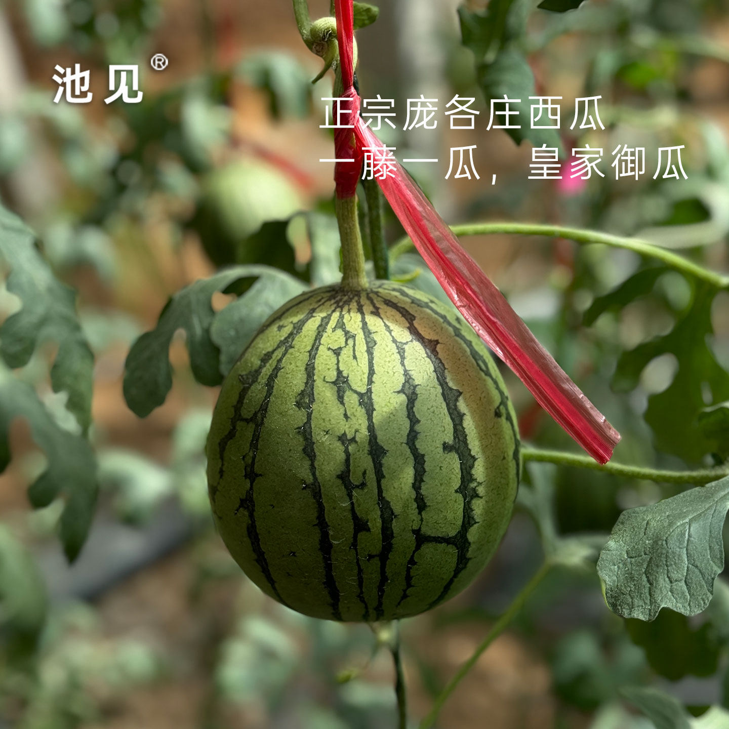 池见 庞各庄西瓜正宗北京大兴L600新鲜小吊瓜水果甜手撕小西瓜,淘宝优惠券,粉丝福利购,淘宝优惠卷