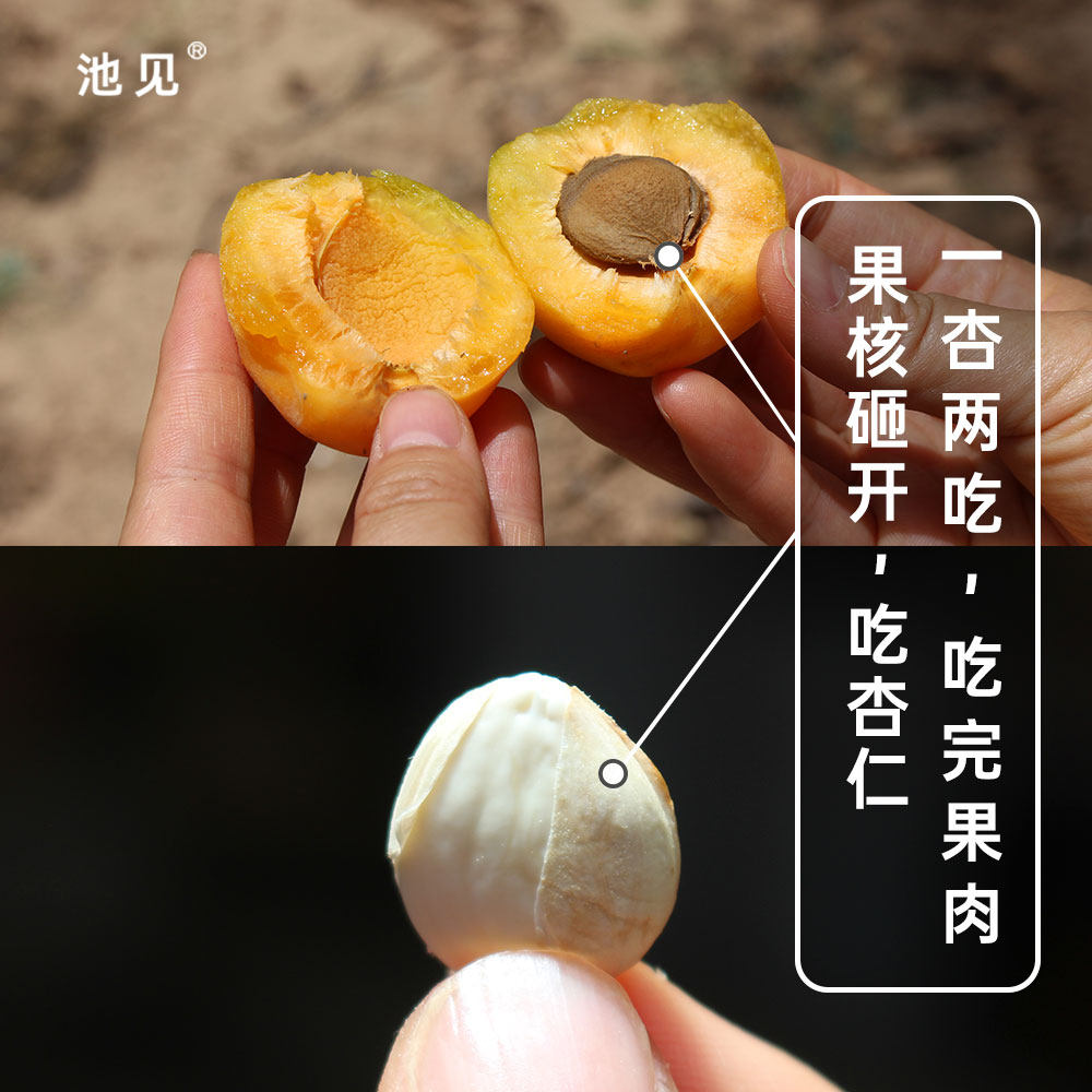 池见当季新鲜水果现摘现发陕西凝香小黄甜杏蜜杏子杏香浓郁30枚装,淘宝优惠券,粉丝福利购,淘宝优惠卷