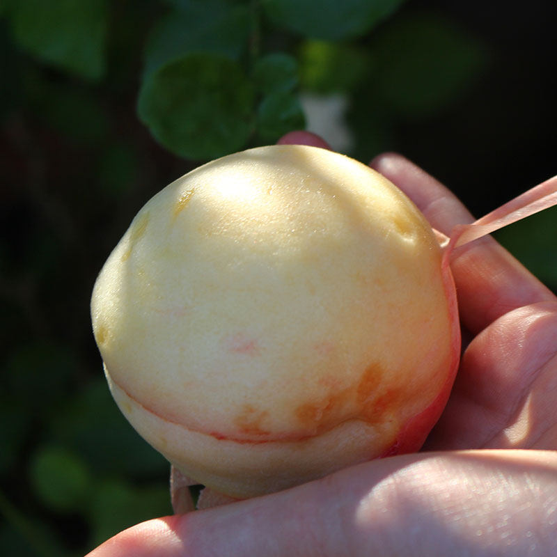 池见 正宗龙泉驿白凤桃晚湖景水蜜桃当季新鲜时令水果软桃子,淘宝优惠券,粉丝福利购,淘宝优惠卷