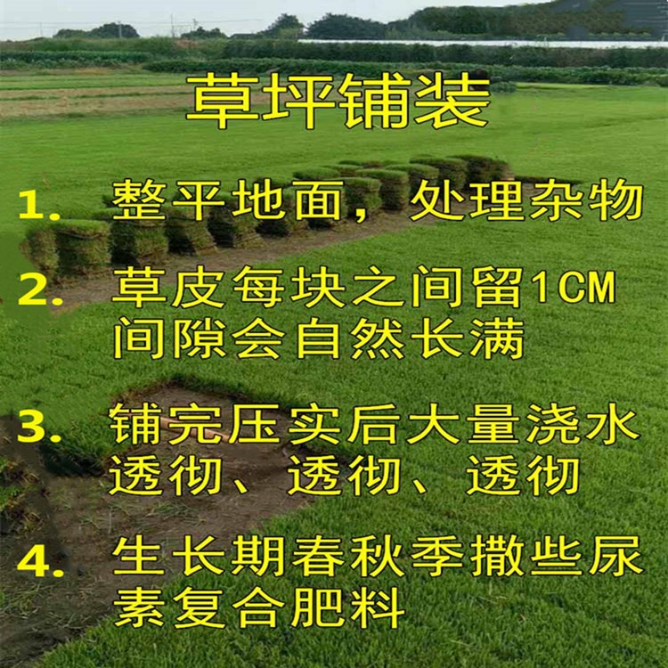 带泥土草坪真草皮马尼拉四季青果岭草剪股颖别墅园林绿化护坡草坪 - 图2