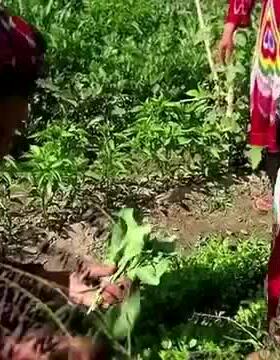 乌斯玛生眉液草种生眉种子