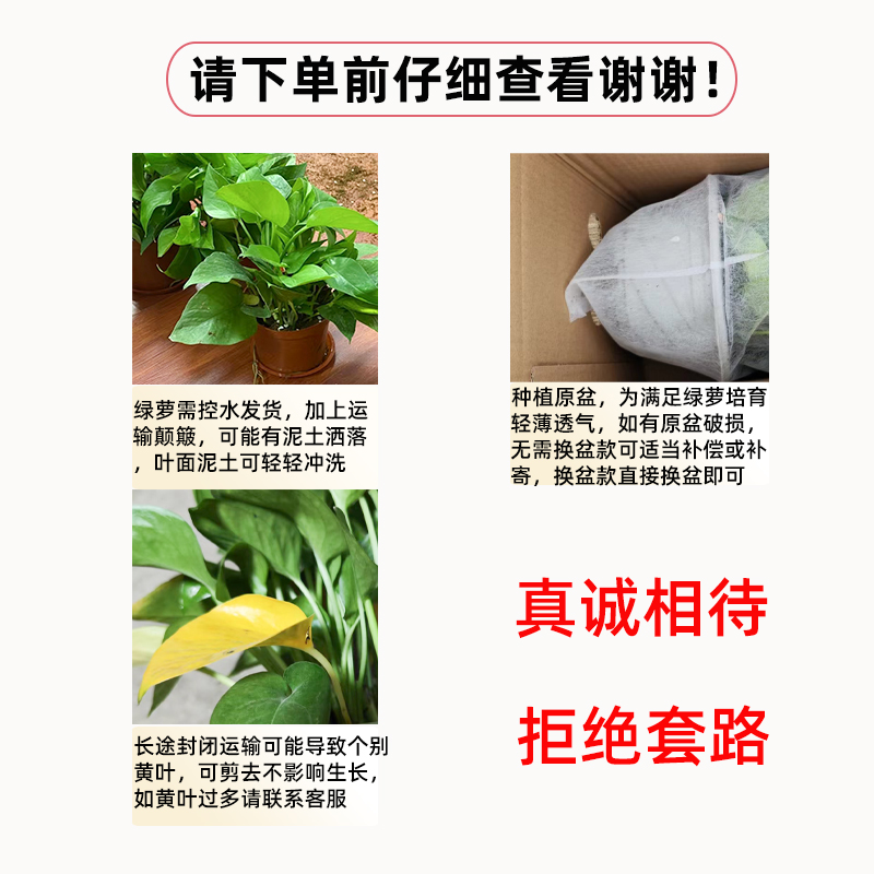 绿萝盆栽室内大盆自动吸水绿箩植物室内吸甲醛水培养绿植净化空气