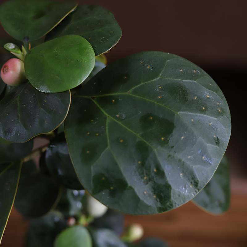 苔藓球小盼菩提果禅意新中式茶室绿植办公室观叶盆景植物客厅盆栽 - 图1