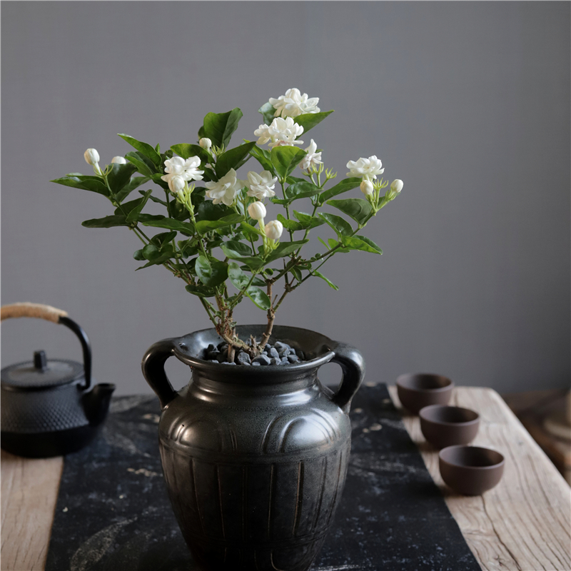 茉莉花盆栽复古室内花卉绿植物阳台四季开花浓香好养易活老桩盆景-图0