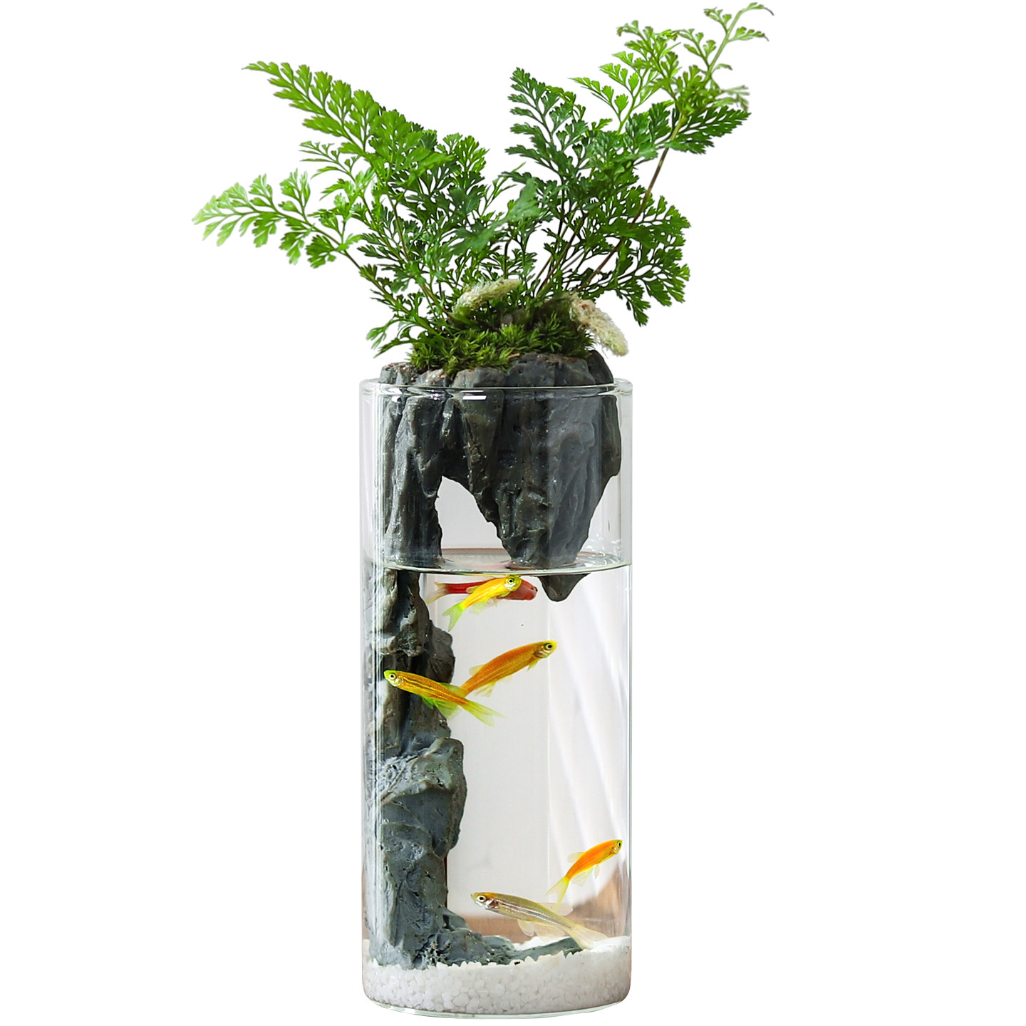 狼尾蕨盆栽室内迷你微景观生态瓶小鱼缸办公桌面绿植好养活送礼物,淘宝优惠券,粉丝福利购,淘宝优惠卷