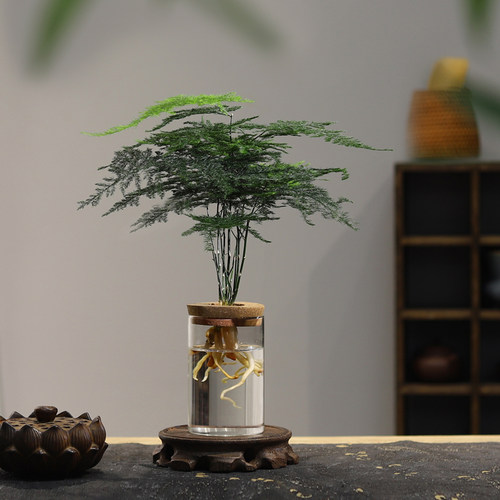 文竹水培植物绿植办公室内水养绿萝花卉客厅桌面盆栽四季水生好养 - 图2