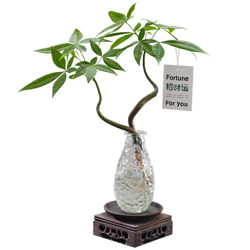 发财树招财树盆栽室内桌面懒人好养水培绿植花卉净化空气盆景植物 - 图3