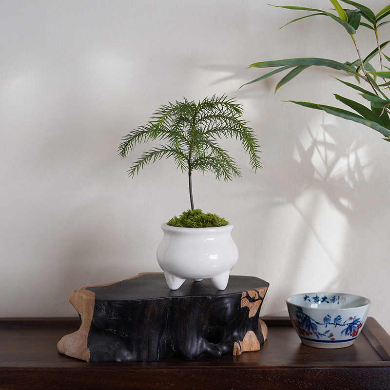 雅乐之舞盆栽罗汉松南洋杉室内桌面迷你创意小绿植物四季好养花卉 - 图0