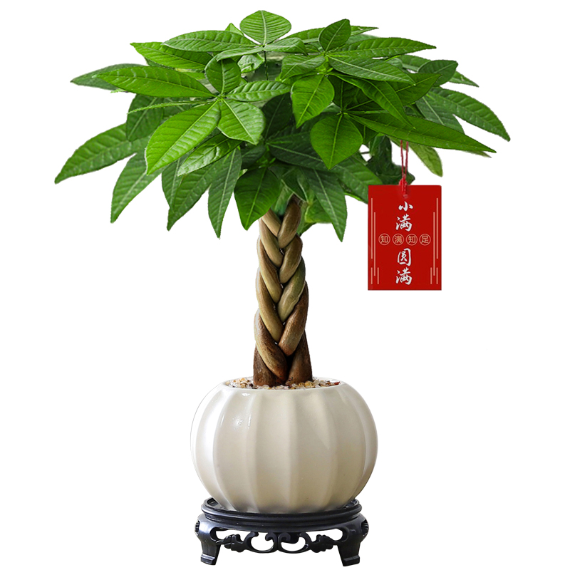 发财树盆栽室内客厅绿植办公室桌面四季好养活花卉招财运绿植盆栽 - 图3