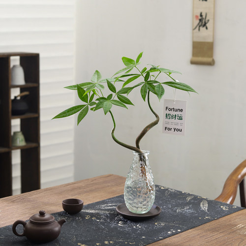 发财树招财树盆栽室内桌面懒人好养水培绿植花卉净化空气盆景植物 - 图0