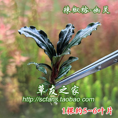 沉木造景阴性水草日本迷你榕辣椒榕针叶柯达岗冈蓝精灵幽灵玄武海 - 图1