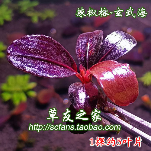 沉木造景阴性水草日本迷你榕辣椒榕针叶柯达岗冈蓝精灵幽灵玄武海 - 图3