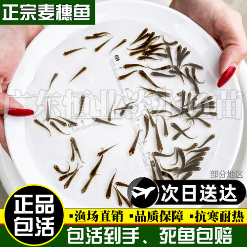 麦穗鱼活体饲料鱼饵料鱼乌龟活食龙鱼鳜鱼食淡水小鱼苗活体冷水鱼 - 图2