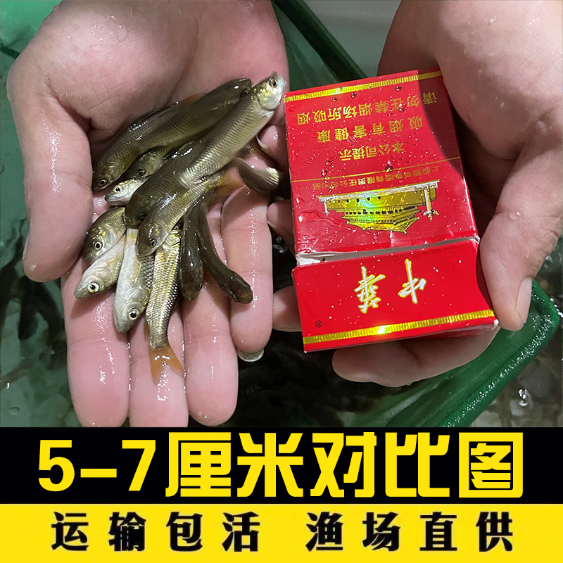 土鲮鱼小鱼苗活体饲料鱼麦穗鱼活鱼喂鳜鱼乌龟喂金龙桂花鲈鱼龟粮 - 图1