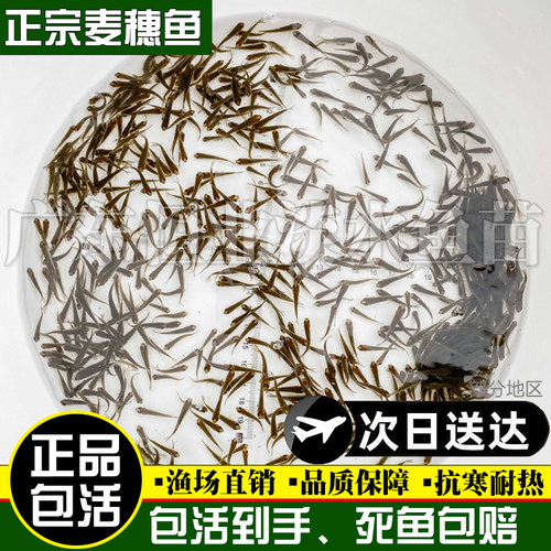 麦穗鱼活体饲料鱼饵料鱼乌龟活食龙鱼鳜鱼食淡水小鱼苗活体冷水鱼 - 图0