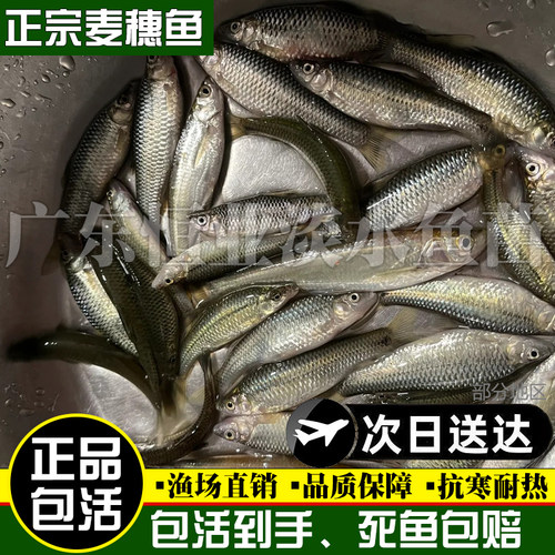 麦穗鱼活体饲料鱼饵料鱼乌龟活食龙鱼鳜鱼食淡水小鱼苗活体冷水鱼 - 图3