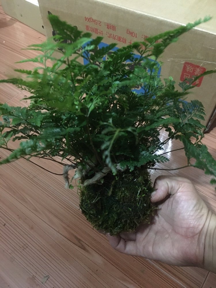 狼尾蕨盆栽蕨类老桩盆景小苗植物造型水培绿植室内好养苔玉苔藓球,淘宝优惠券,粉丝福利购,淘宝优惠卷