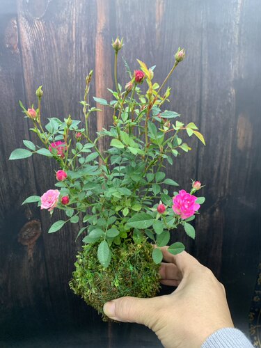 苔藓球姬月季迷你小月季花盆栽微型超微月季文心兰石斛兰阳台花卉 - 图2