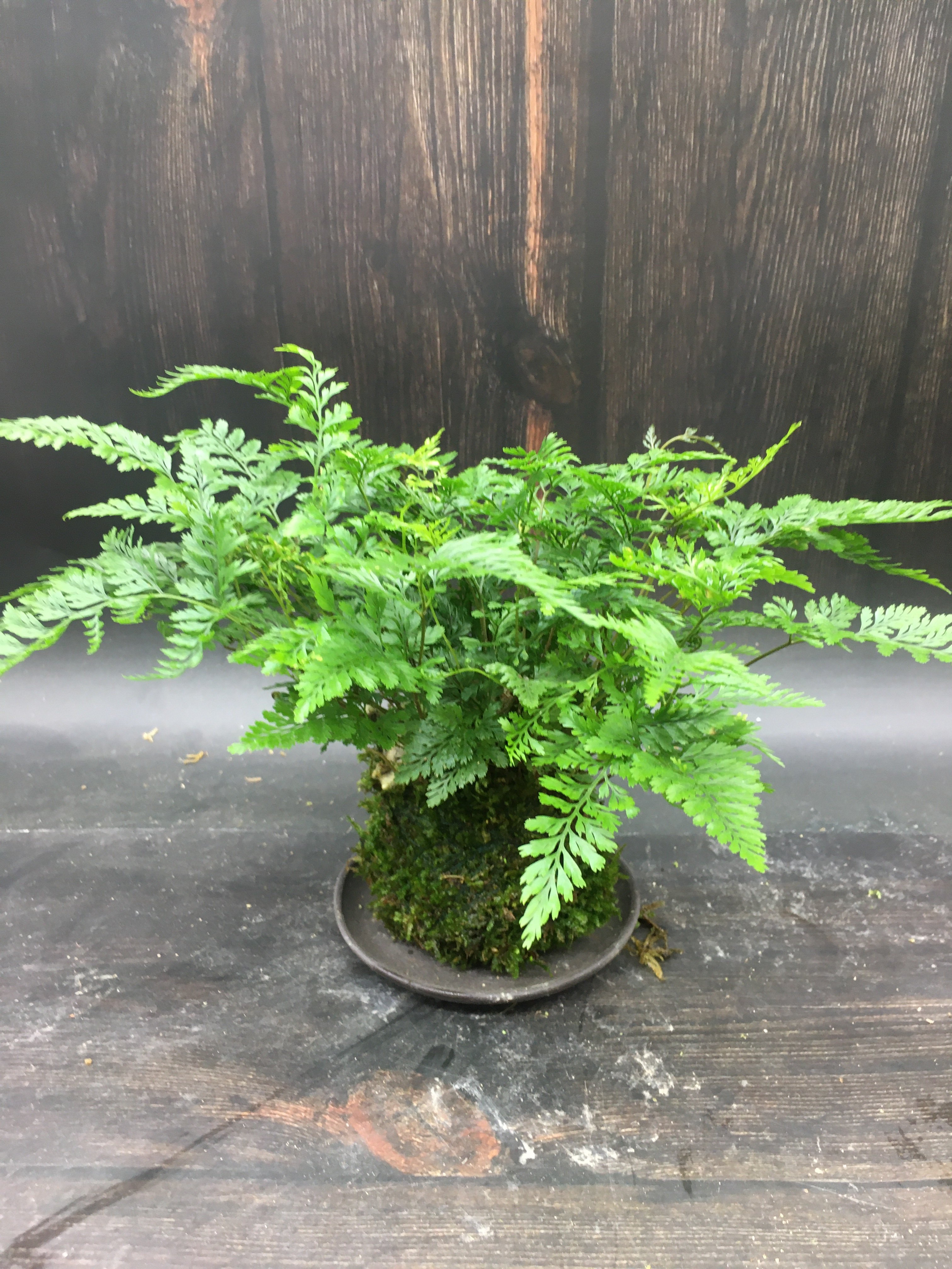 狼尾蕨盆栽蕨类老桩盆景小苗植物造型水培绿植室内好养苔玉苔藓球,淘宝优惠券,粉丝福利购,淘宝优惠卷