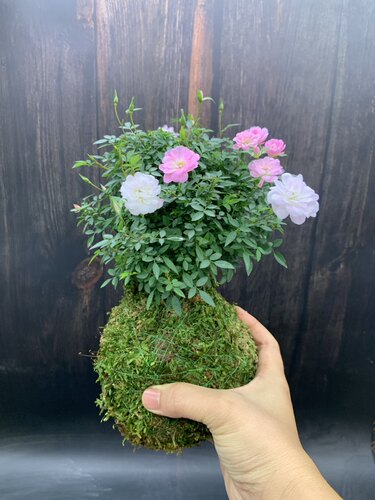 苔藓球姬月季迷你小月季花盆栽微型超微月季文心兰石斛兰阳台花卉 - 图3