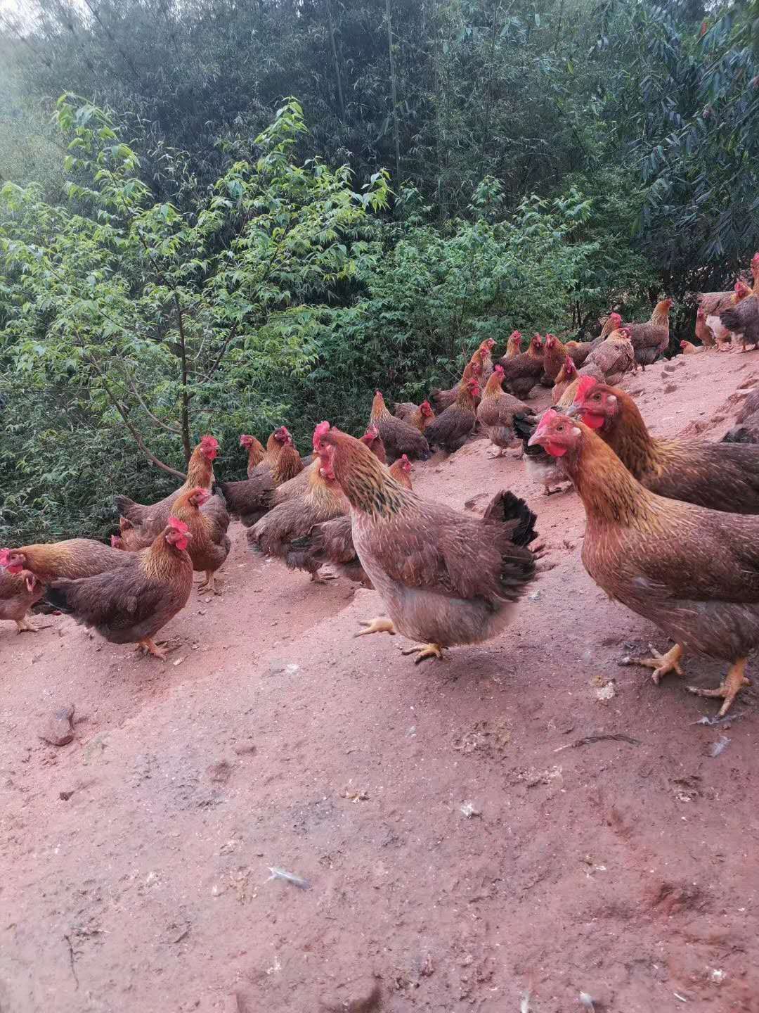 清远鸡毛鸡约4.5斤100%脆皮鸡土鸡麻鸡肉鸡限时购 - 图0