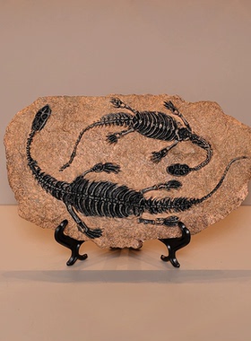 创意恐龙化石树脂工艺品霸王龙翼龙中华龙鸟橱窗酒柜书房家居摆件