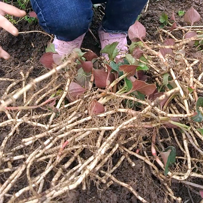 鱼腥草新鲜 嫩根折耳根新鲜猪鼻孔节节根四川特产凉拌现挖2斤包邮 - 图2