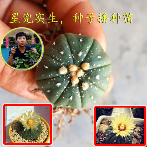 小齐的仙人球实生开花品种鸾凤玉白星星兜眩美玉 - 图2