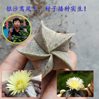 小齐的仙人球实生开花品种鸾凤玉白星星兜眩美玉 虎窝淘
