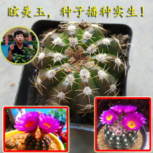小齐的仙人球实生开花品种鸾凤玉白星星兜眩美玉 - 图1