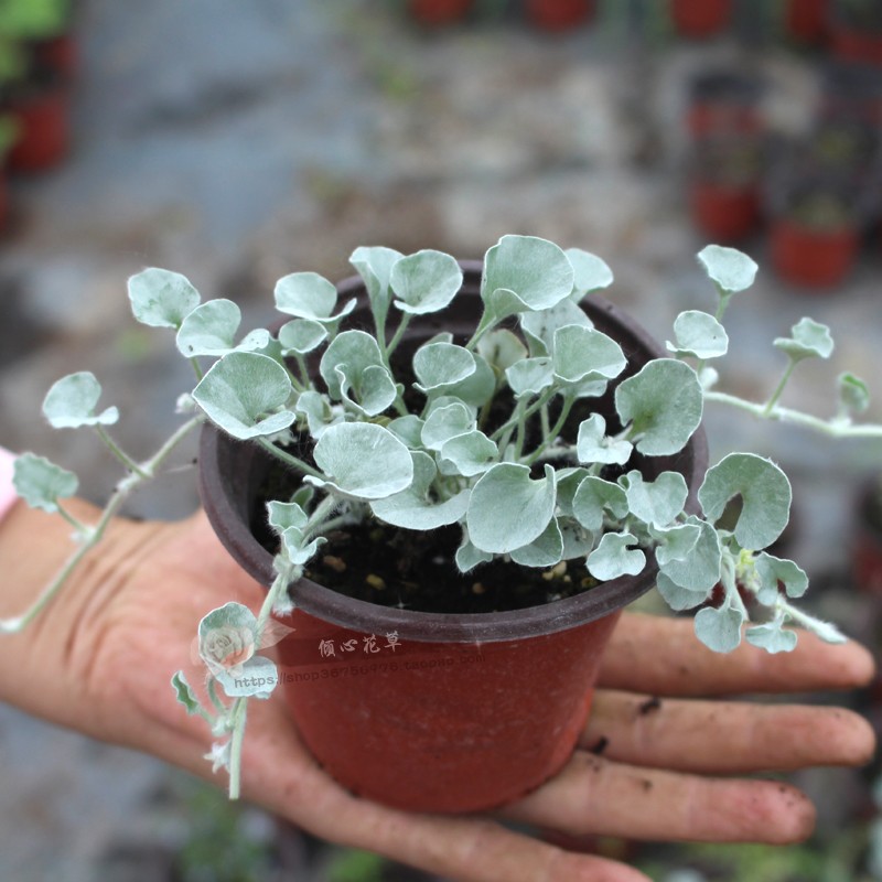 银叶系列植物 盆栽苗 观叶耐寒耐热阳台庭院花镜花园造景绿植花卉 - 图2