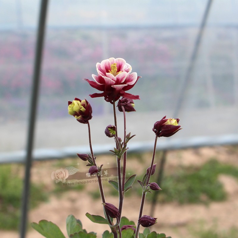 耧斗菜盆栽苗 重瓣单瓣闪烁系列  阳台庭院 多年生耐寒花卉植物 - 图0