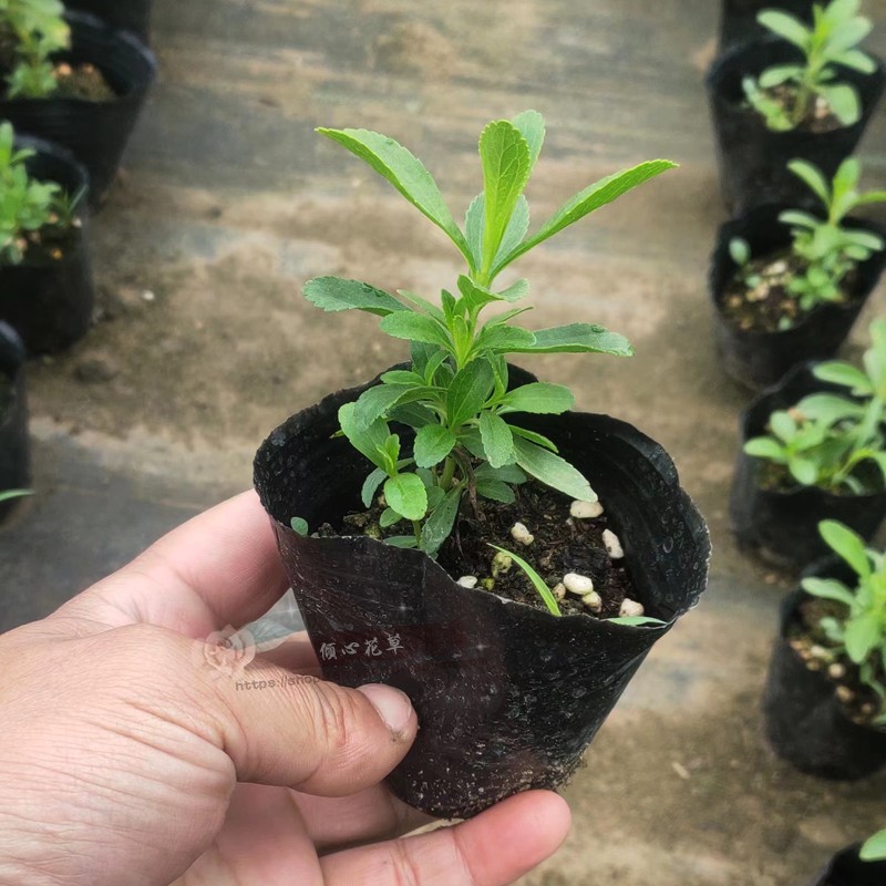 甜叶菊盆栽苗 可食用香草植物香草茶 阳台庭院植物 甜叶菊种苗 - 图0