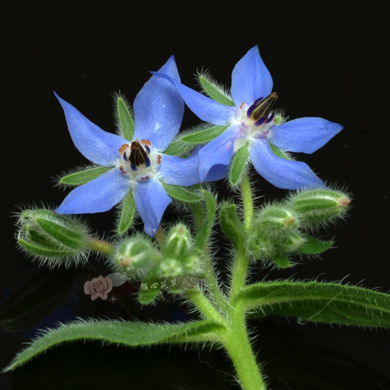 琉璃苣苗 星状蓝花 食用香草盆栽苗 叶子有黄瓜清香 可泡茶伴沙拉 - 图2