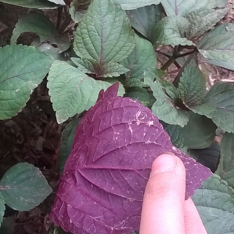 食用紫苏盆栽苗苏子 带原土发货 比较好养活食用香草苗 - 图1