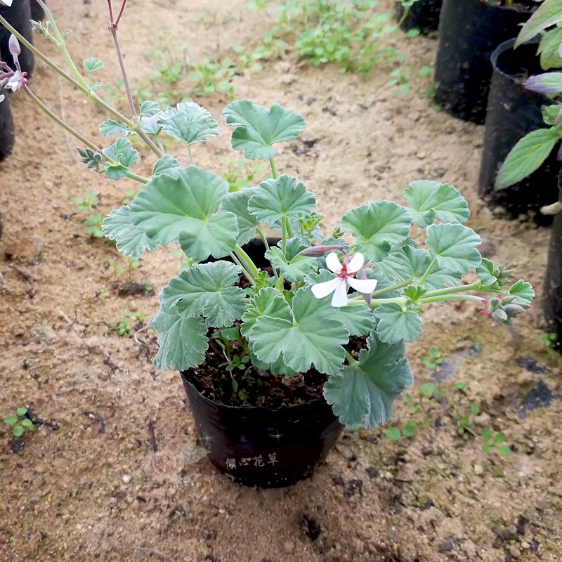 苹果天竺葵苗  阳台办公室观花天竺葵盆栽  食用香草花卉小盆栽 - 图2