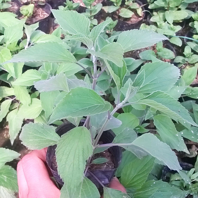 意大利食用鼠尾草苗 水果鼠尾草 巴格旦  粉萼鼠尾草盆栽苗 - 图2