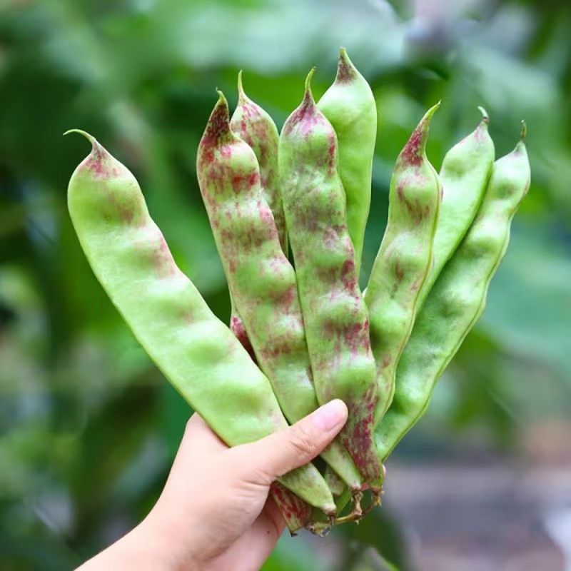 正宗东北油豆角一点红新鲜蔬菜开锅烂现摘九月青现摘现嫩蔬菜包邮 - 图0