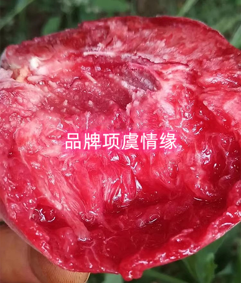 新品种桃树苗早熟中桃25号红肉血桃苗离核脆甜南方北方种植果树苗-图2