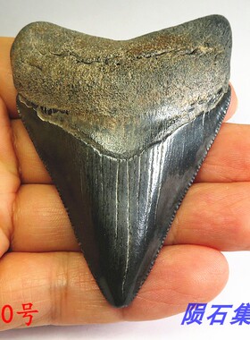 化石天然牙齿项链巨齿鲨吊坠