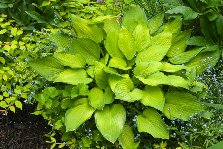 【吞吞的花园】 玉簪 观叶植物 耐阴 耐热耐寒满包邮斑点落叶休眠 - 图0