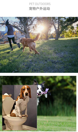 上海训犬学校狗狗定点大小便训练训犬师上门训犬一对一指导 - 图3