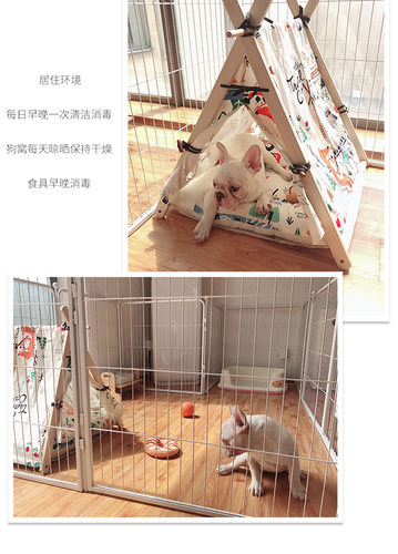 上海训犬学校狗狗定点大小便训练训犬师上门训犬一对一指导 - 图1