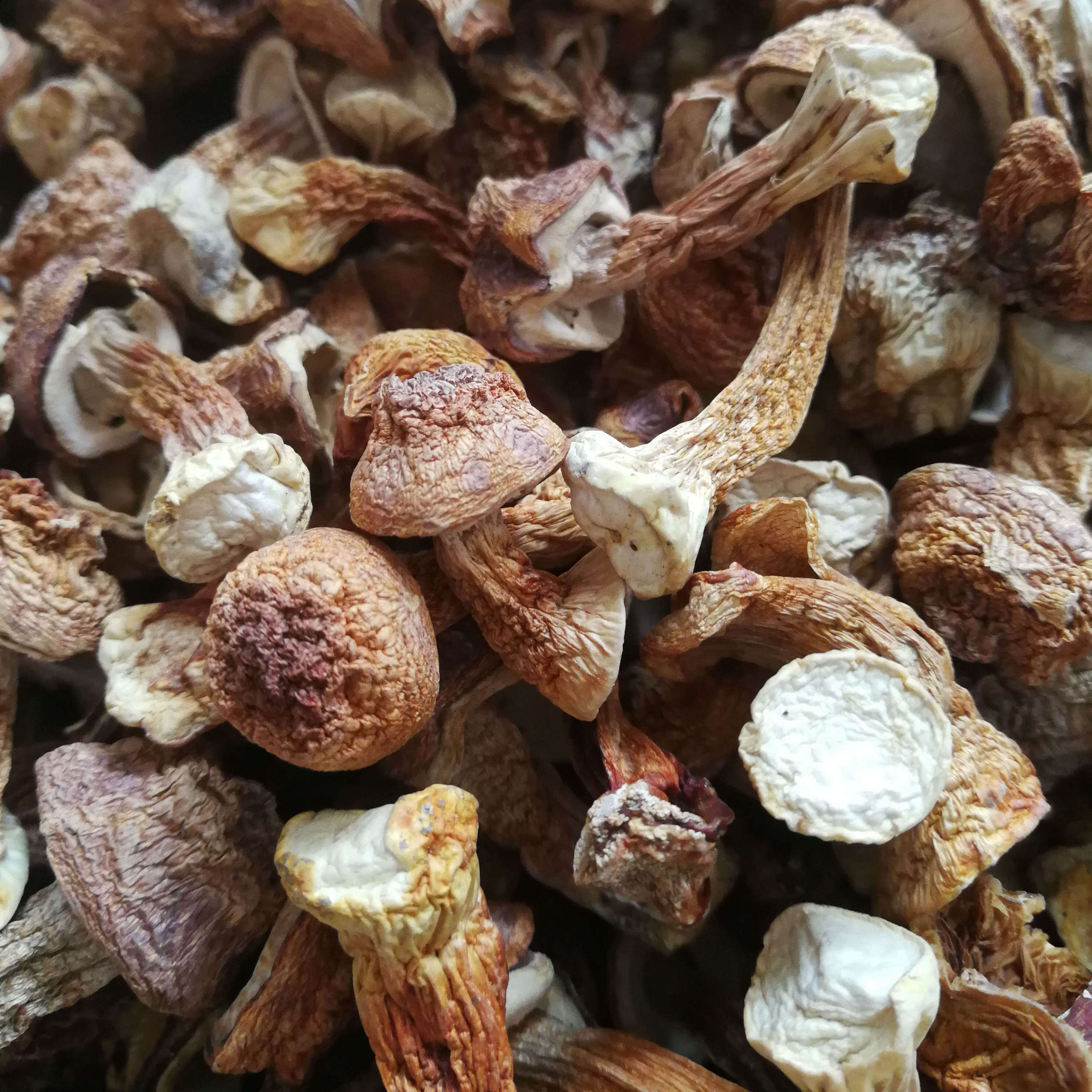 包邮姬松茸干货松茸菌云南野生菌松茸菇巴西菇蘑菇统货精选250g_虎窝淘