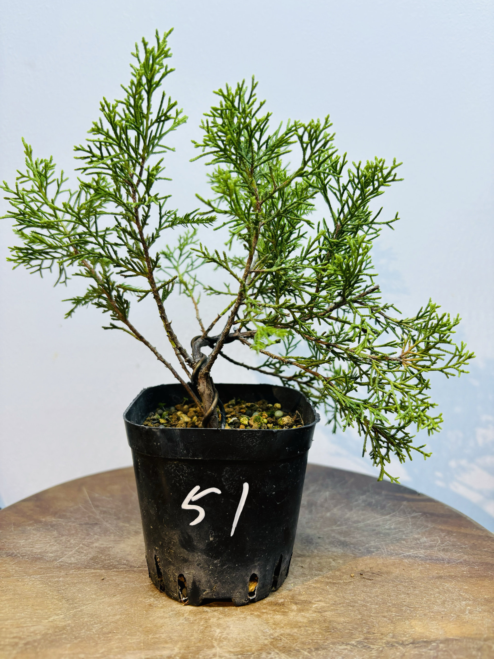 鑫之炎/日本原生宫坂系鱼川真柏素材小苗盆栽 柏树造型盆景盆栽,淘宝优惠券,粉丝福利购,淘宝优惠卷