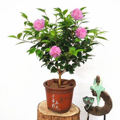 烈香茶花千里香香妃茶花树苗盆栽带花苞福建山茶花卉绿植有香味花 虎窝淘