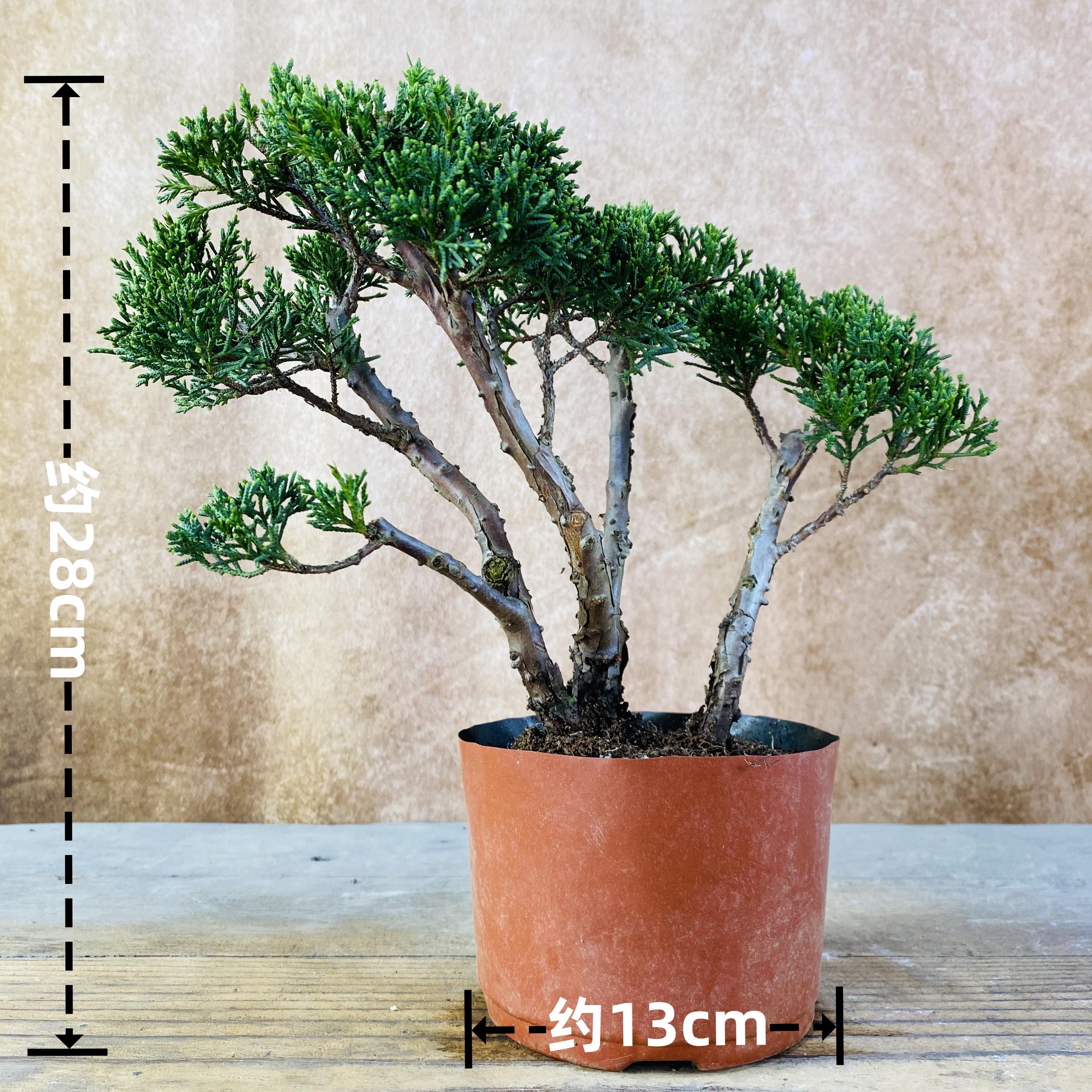 一物一拍济州真柏盆景稀有植物盆栽松柏高档绿植桌面阳台盆栽摆件,淘宝优惠券,粉丝福利购,淘宝优惠卷