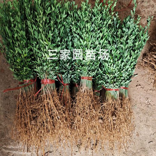 枳壳苗 枳壳实生苗柑桔嫁接砧木苗篱笆苗 积壳芽苗 枳壳枸橘小苗 - 图1