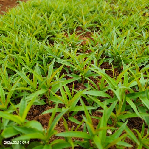 毛桃苗毛桃芽苗毛桃实生苗桃树苗毛桃小苗桃李嫁接砧木桃树苗幼苗 - 图0