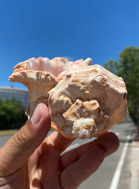 天然海螺贝壳观赏装饰品创意摆件海洋风装饰红口千手螺鱼缸造景